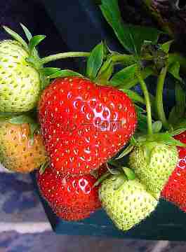 草莓,草莓果实,草莓植株