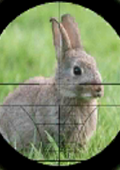 兔子猎人3D 电脑版V1.5